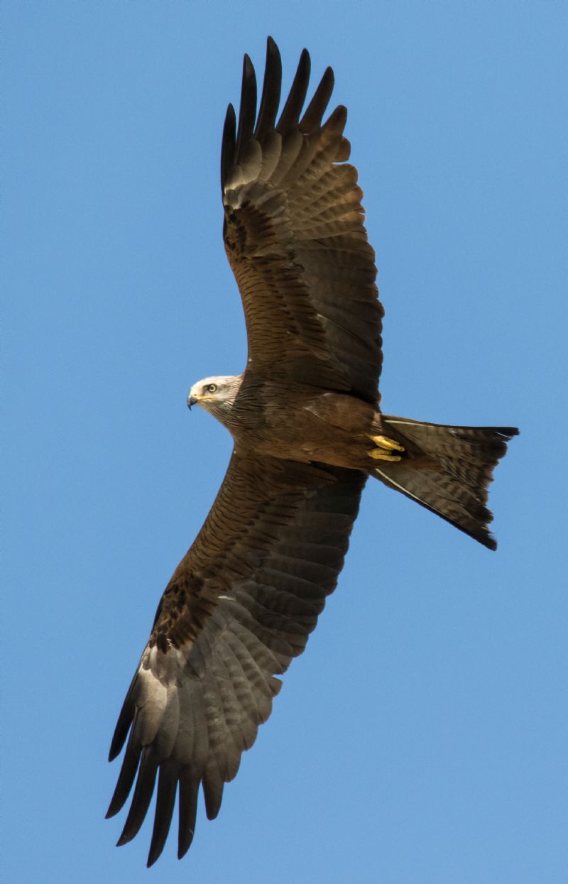 Nibbio bruno (Milvus migrans) ?  Pi� probabile Nibbio reale (Milvus milvus)